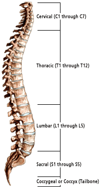 Structure of spinal column