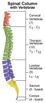 Human spine structure